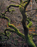 'Branch Over the River'