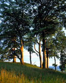 'Setting Sun at Bishop Wilton'