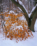'Burning Bush'