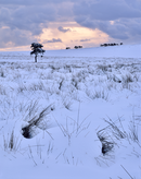 'May Beck Dawn'