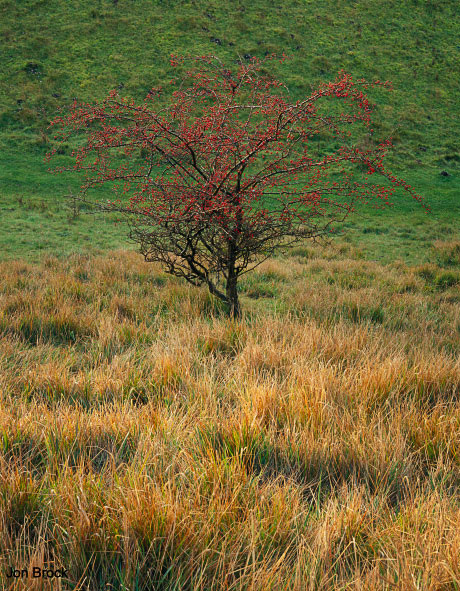 'Wolds Hawthorn'