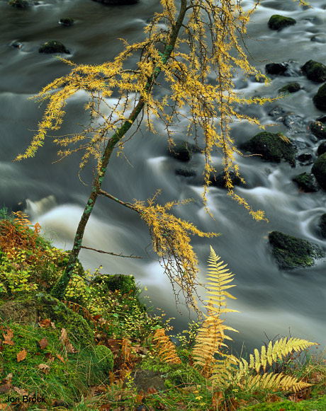 'Tree and Fern'