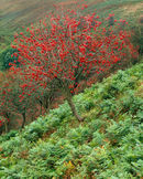 'Mountain Ash'