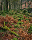 'Borrowdale Mosses'