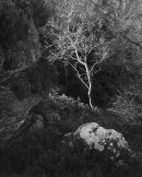 'Sunlit tree'