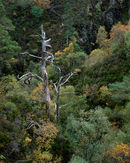 'Gnarled Tree'