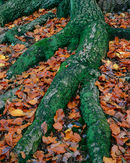 R0024-Green-man-07 p 02-copy