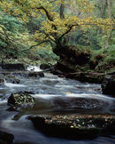 'Autumn at West Beck'