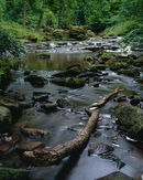'Thomason Foss'