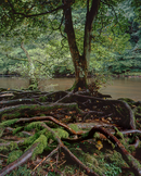 'Roots'