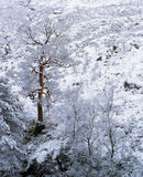 'Glen Etive Trees'