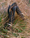 R0182v2-burnt-gorse 09 p-copy