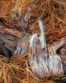 'Decaying Birch'