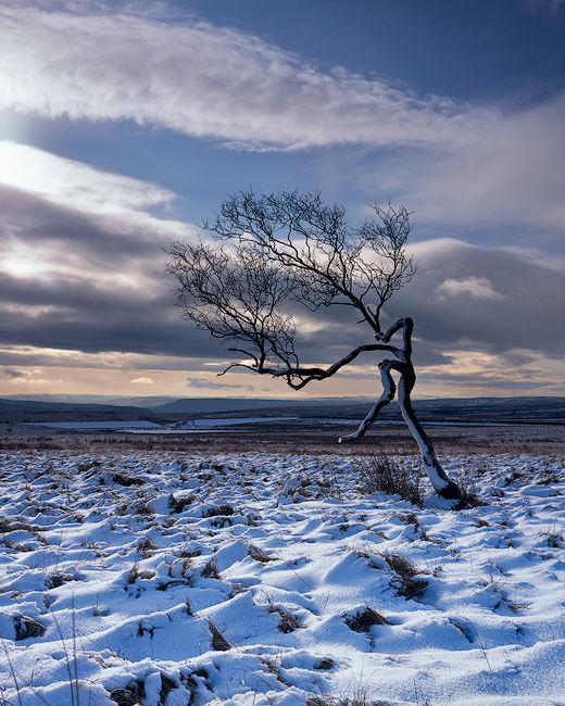 'Peak District Tree'