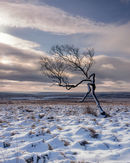 'Peak District Tree'