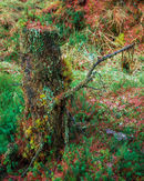 'Mossy Tree Stump'