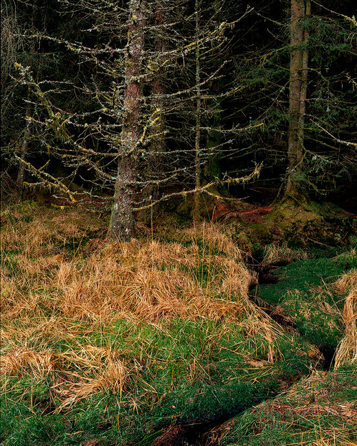 'Into the Forest'