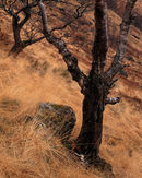 'Trees and Grasses'