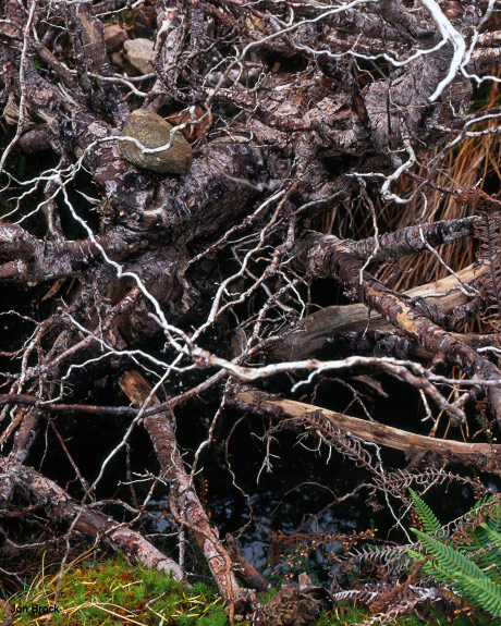 'Regenerating Forest'