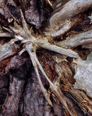 'Skipwith Root'