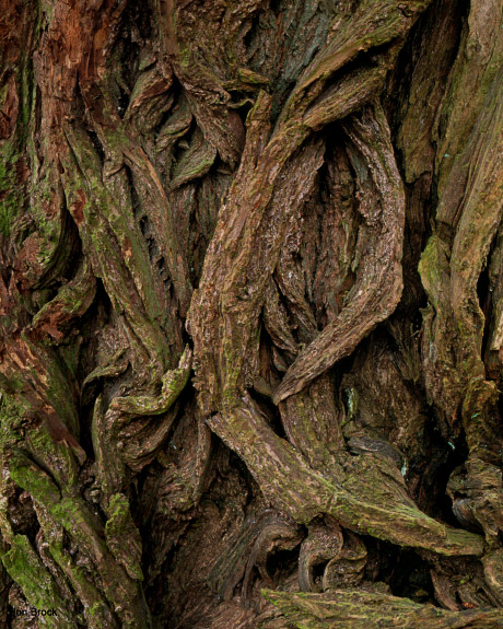 'Monstrous Bark'