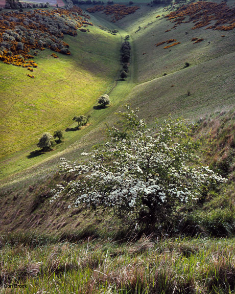 'Spring in Sylvan Dale'