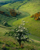 'Evening Light in Sylvan Dale'