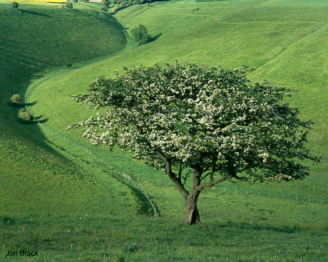 'Frendal Dale'