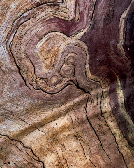 'Burned Log Revisited'