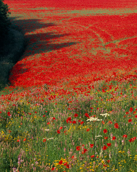 'A Poppy Field in the Wolds'