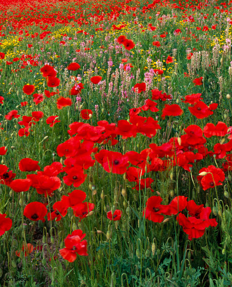 'A Bank of Wild Flowers in the Wolds'