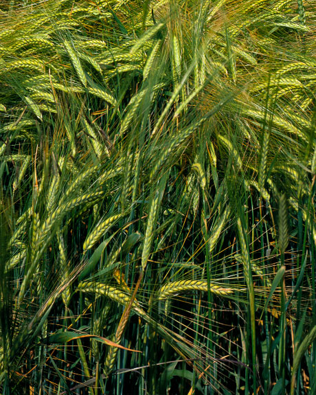 'Barley Field in the Wolds'