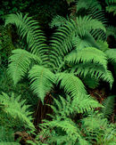 'Thomason Foss Fern'