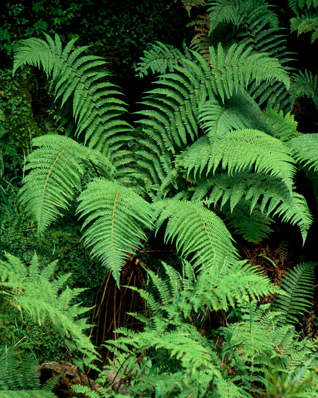'Thomason Foss Fern'