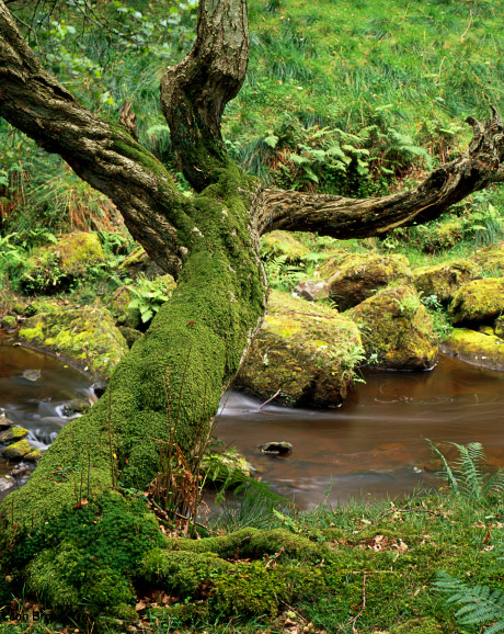 'Thomason Foss Tree'