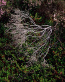 'Horcam Heather'