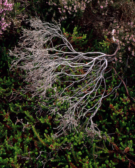 'Horcam Heather'