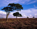 'NYM Trees'