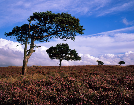'NYM Trees'