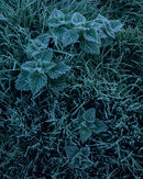 R0399v nettlesc2 10 p-copy