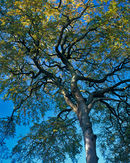 'Bishop Wilton Tree'