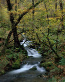 'Borrowdale Stream'