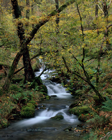 'Borrowdale Stream'
