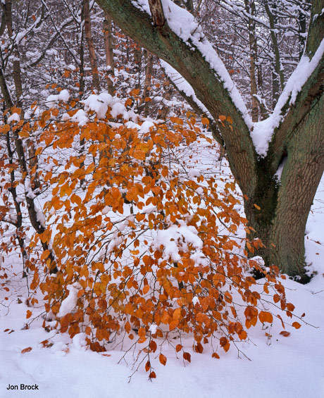 'Burning Bush'