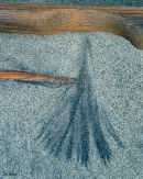 Sand Tree