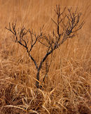 'Sapling in the Grass'