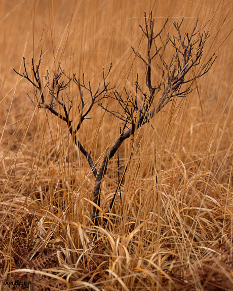 'Sapling in the Grass'
