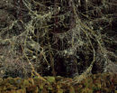 'Circles of trees'