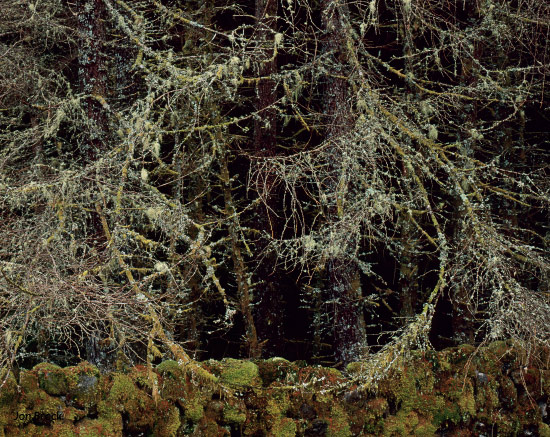 'Circles of trees'
