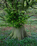 R0466v bluetree 11-copy